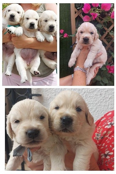 Nuestros cachorros