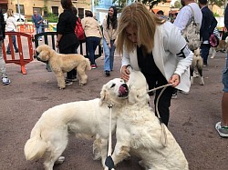 ANDY con NYMERIA goldens que he tenido la suerte de criar y espero llevarlo a lo más grande compitiendo.