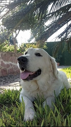 Andy descansando en el jardín