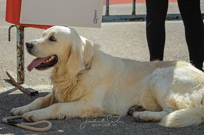 Vera, hija del subcampeón de Europa y nieta de campeones de España. Excelente carácter. Csriñosa en su justa medida, obediente, gran porte y pelaje y cola que impresiona en el ring